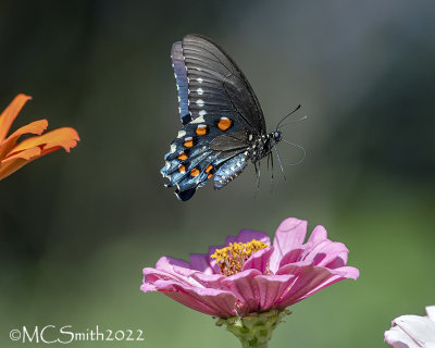 Flying Pipevine Swallowtail