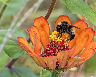 Bumblebee and Orange Zinnia