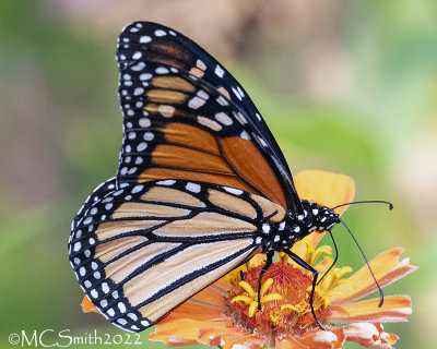 Monarch Closeup