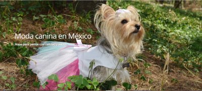 Correas para perros
