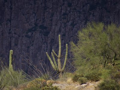 Zoom of Saguaro in front of Apache Leap
