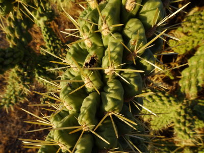 Close up of Smooth Chain-fruit Cholla