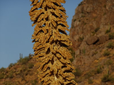 Zoom of flower stalk of Desert Spoon in Previous Photo