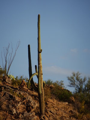 Zoom of Saguaro