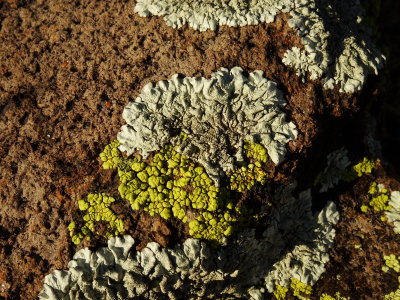 Close up of Lichens