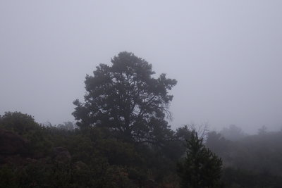 Pinyon Pine along FR2466 after an early morning rain