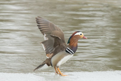 MANDARIN DUCK