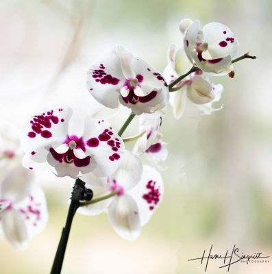 Phalaenopsis Orchid