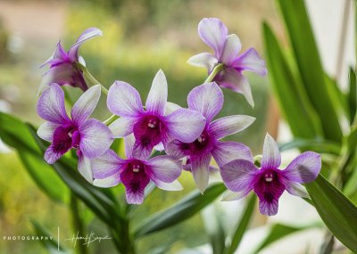 Flowers and Plants