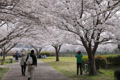 SAKURA Highway!