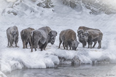 2020_yellowstone_national_park