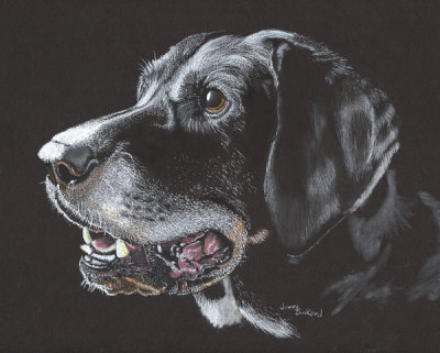 Lab - pastel on paper, 9 x 12 Photo reference Karen Broemmelsick 2-19