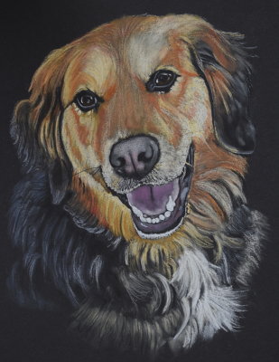 Sadie - pastel on black paper, 11 x 14      1-2021