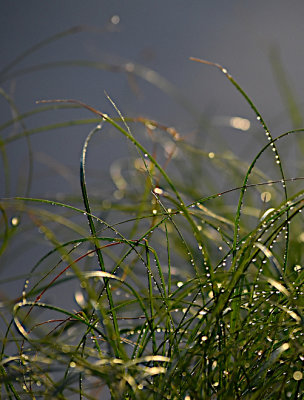 Grasses, June 2022
