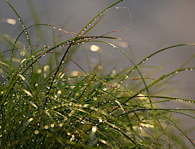 Grasses, June 2022
