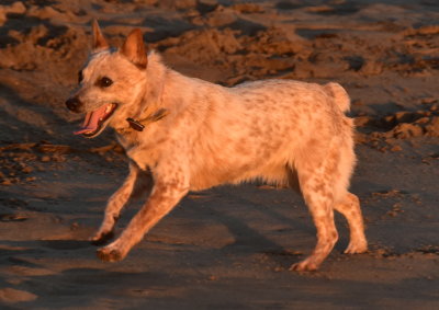 The doggie beach, Santa Cruz - December, 2020