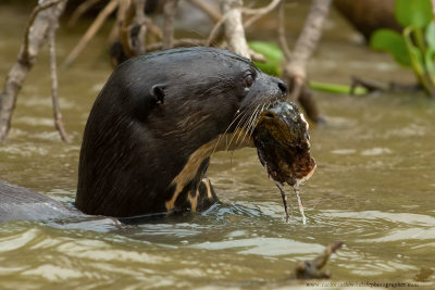 LONTRA GIGANTE