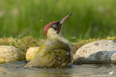 Picchio verde maschio