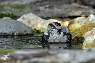 Bagnetto per il piccolo Picchio rosso maggiore