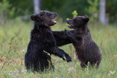 Cuccioli di orso mentre giocano
