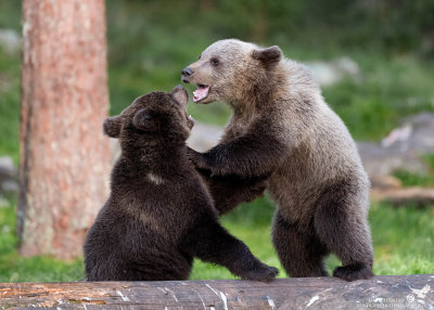 Cuccioli di Orso Bruno mentre giocano