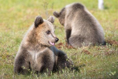 Cucciolo di Orso Bruno 