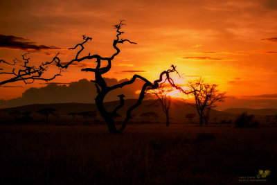 Serengeti - Tramonto