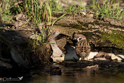 PASSERA MATTUGIA