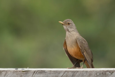 Tordo dal ventre rossiccio - Rufous-bellied thrush