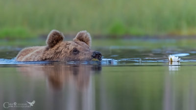 Orso bruno e il fiore