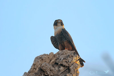 falco dei pipistrelli  - Falco rufigularis