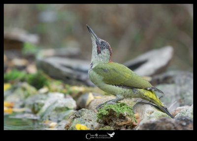 Picchio verde giovane maschio