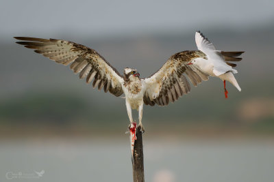 Falco Pescatore e Gabbiano roseo