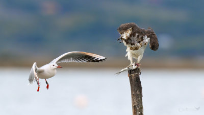 Falco Pescatore e Gabbiano roseo