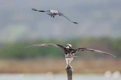 LA CORNACCHIA E IL FALCO PESCATORE