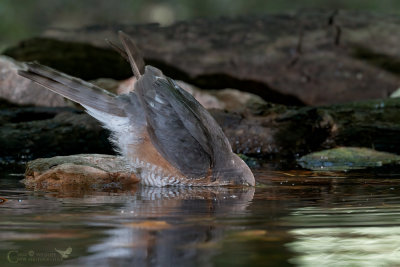 Sparviere maschio