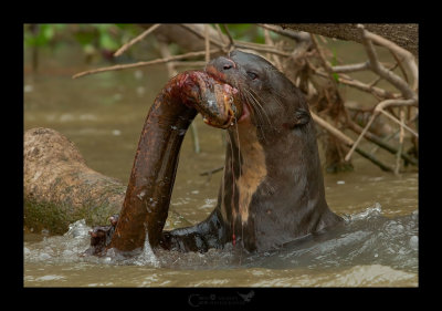 LONTRA GIGANTE