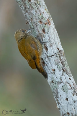 little woodpecker - Picchio passerino