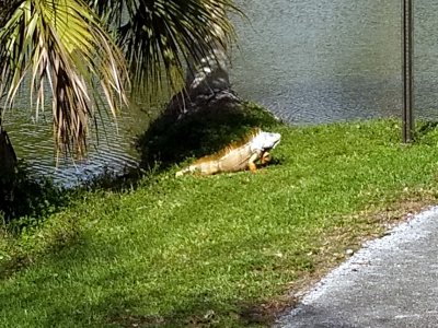 04 Florida, 9-19 February