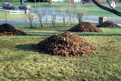 01 Fall cleanup 01.jpg