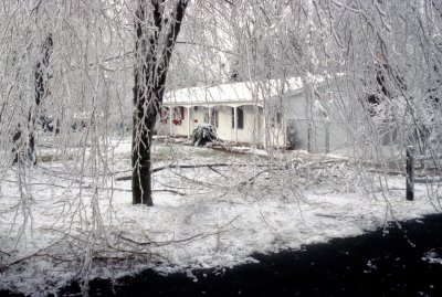 01 Broken trees 01.jpg
