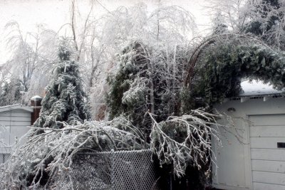 02 Broken trees 02.jpg