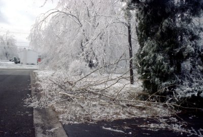 06 Broken trees 03.jpg