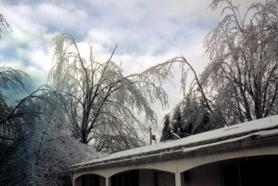 08 Broken trees 05.jpg