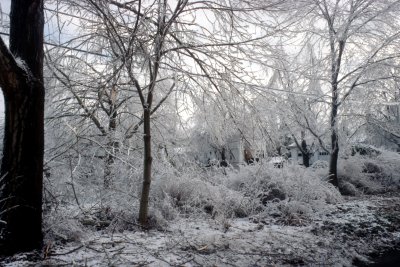 09 Broken trees 06.jpg
