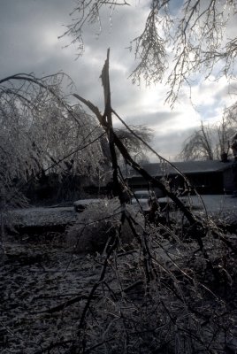 10 Broken trees 07.jpg