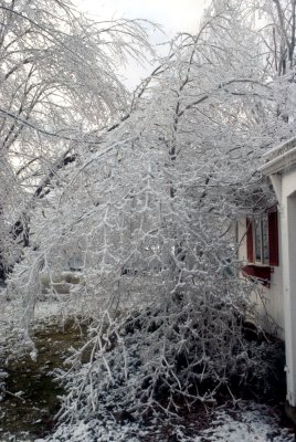 11 Broken trees 08.jpg
