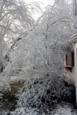12 Broken trees 09.jpg
