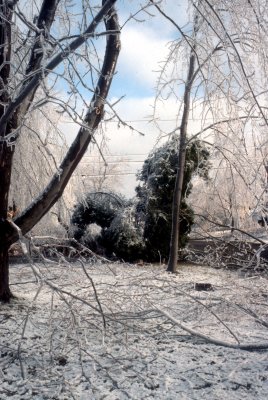 13 Broken trees 10.jpg