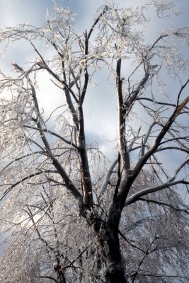 14 Iced branches 01.jpg
